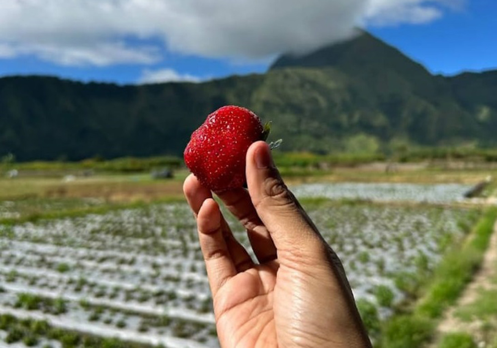 petik strawberi sembalun